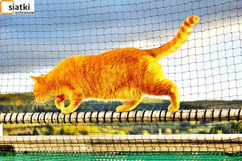 Siatki Siedlce - Plastikowa niedroga siatka dla kota na balkon dla terenów Siedlce