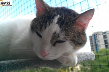 Siatki Siedlce - Siatka sznurkowa na balkon dla kota dla terenów Siedlce
